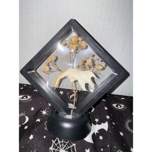 Muskrat jaw‎ floating frame taxidermy oddities art